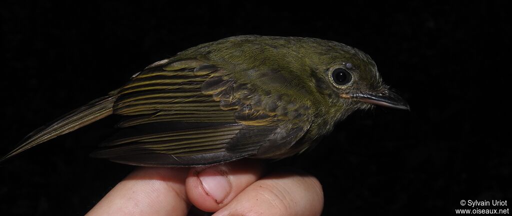 Platyrhynque olivâtreadulte