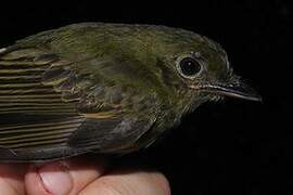 Eastern Olivaceous Flatbill