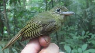 Eastern Olivaceous Flatbill