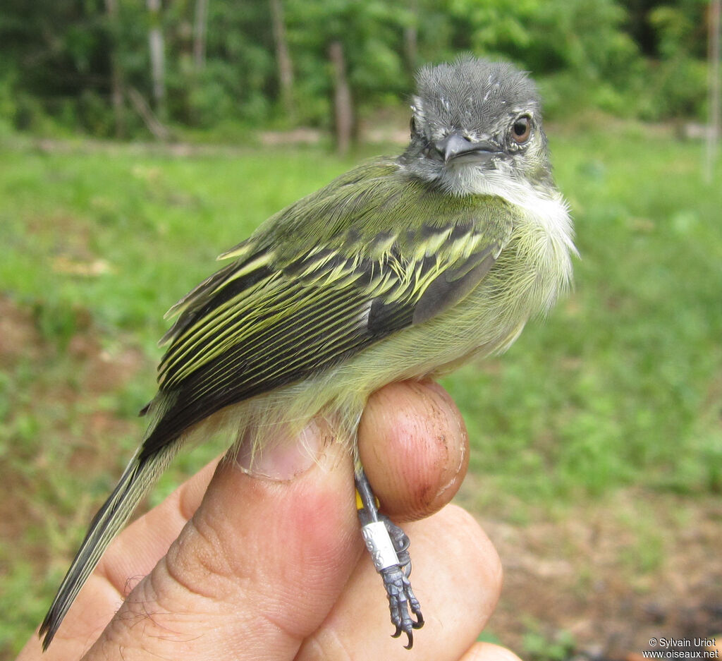 Grey-crowned Flatbill