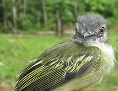 Grey-crowned Flatbill