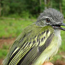Platyrhynque poliocéphale