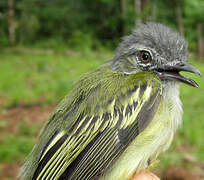 Grey-crowned Flatbill