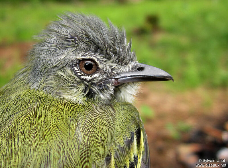Grey-crowned Flatbill