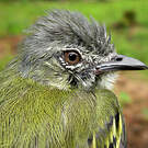 Platyrhynque poliocéphale