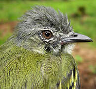 Grey-crowned Flatbill