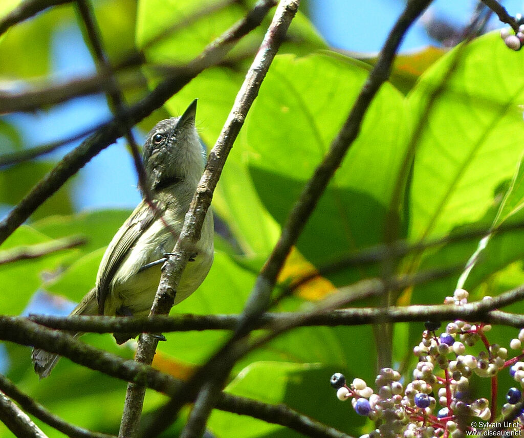 Grey-crowned Flatbill