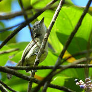 Grey-crowned Flatbill