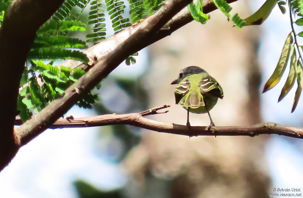 Grey-crowned Flatbilladult