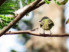 Grey-crowned Flatbill