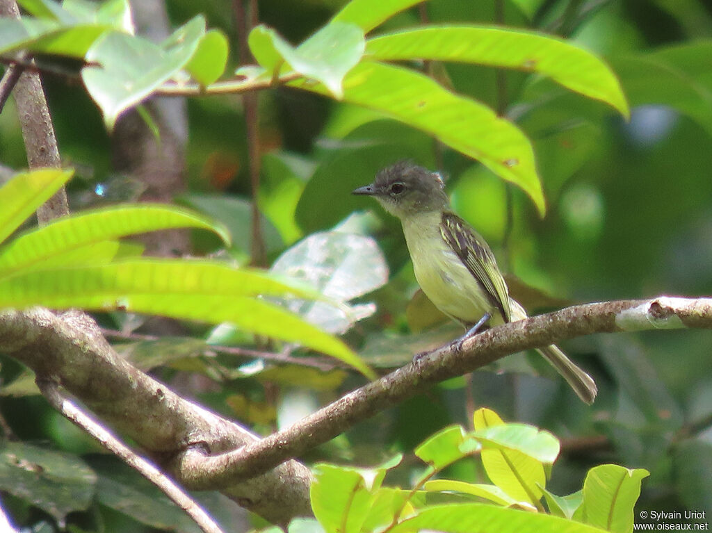 Platyrhynque poliocéphaleadulte