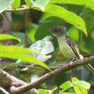 Platyrhynque poliocéphale
