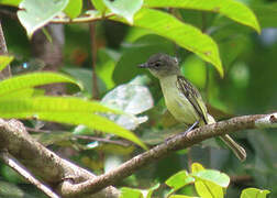 Grey-crowned Flatbill