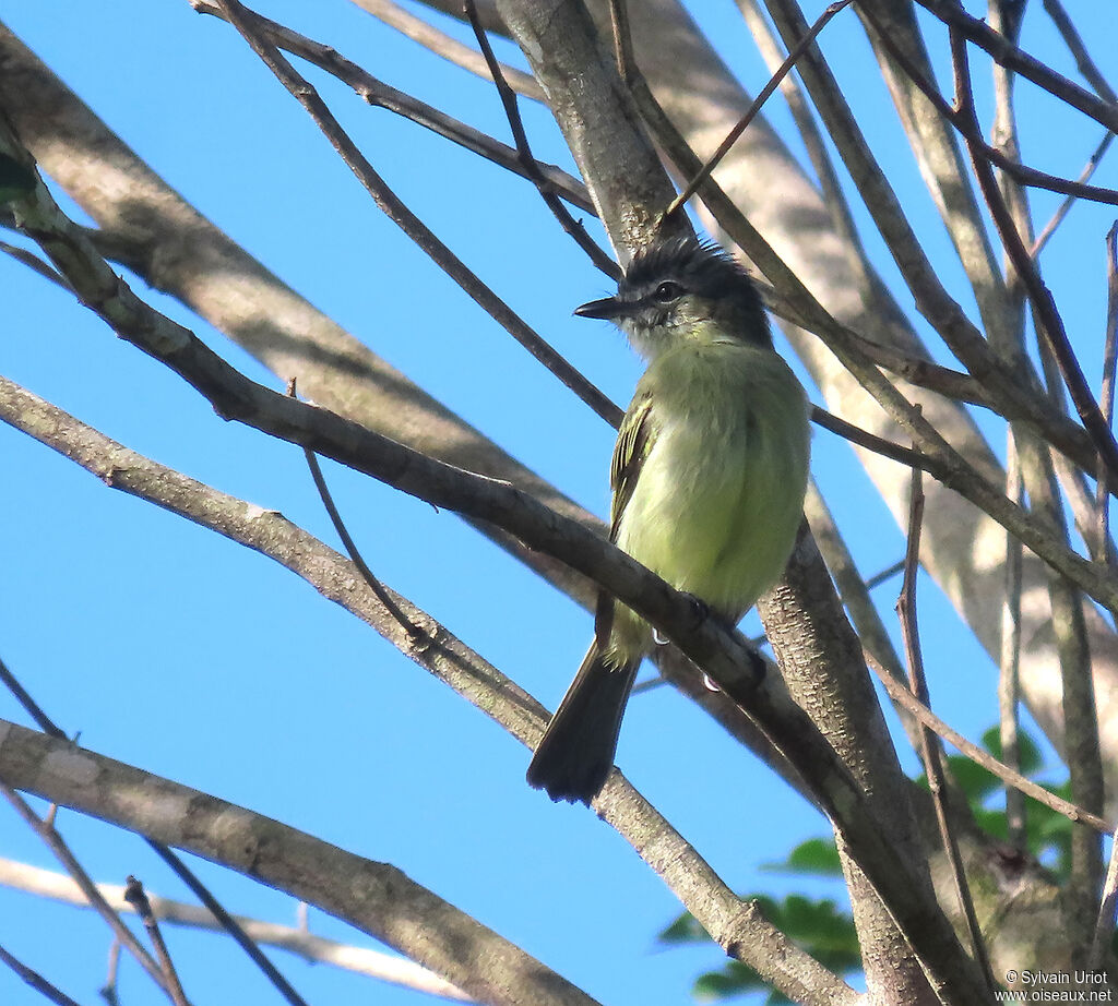 Grey-crowned Flatbilladult