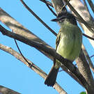 Platyrhynque poliocéphale