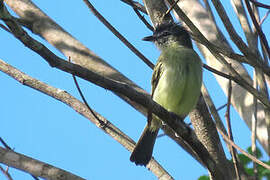 Grey-crowned Flatbill