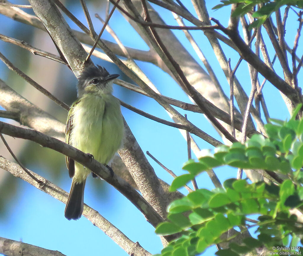 Grey-crowned Flatbilladult