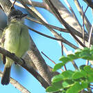 Platyrhynque poliocéphale