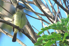 Grey-crowned Flatbill