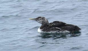 Yellow-billed Loon