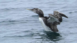 Yellow-billed Loon