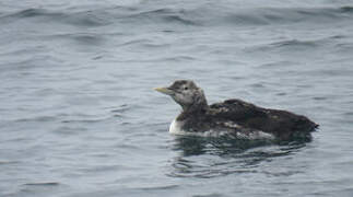 Yellow-billed Loon