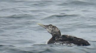 Yellow-billed Loon