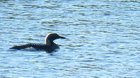 Plongeon arctique