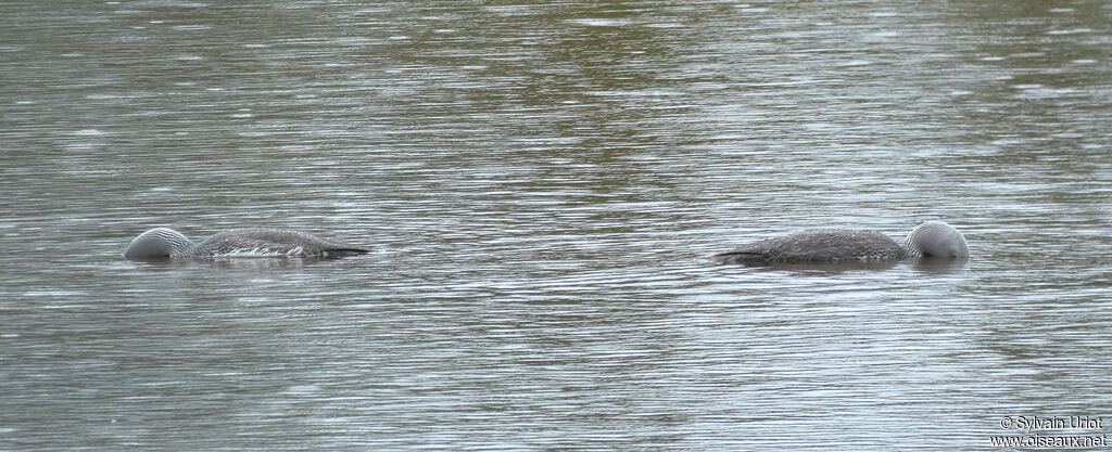 Red-throated Loonadult