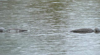 Red-throated Loon