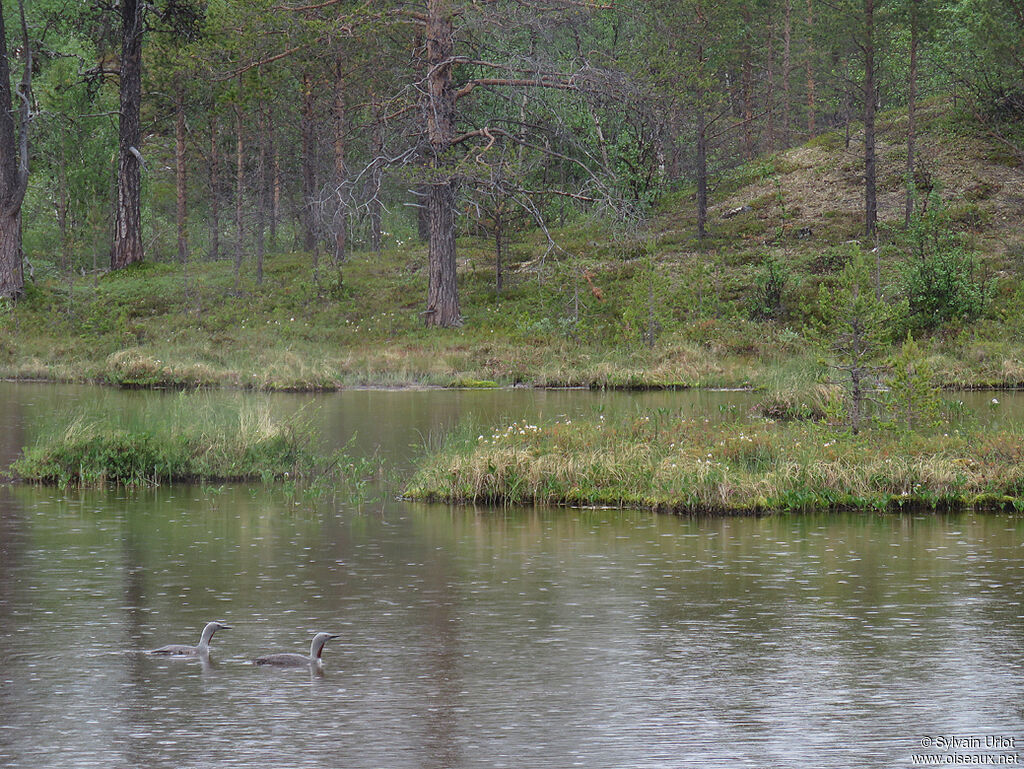 Red-throated Loonadult