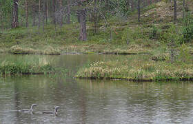 Red-throated Loon