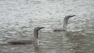 Red-throated Loon