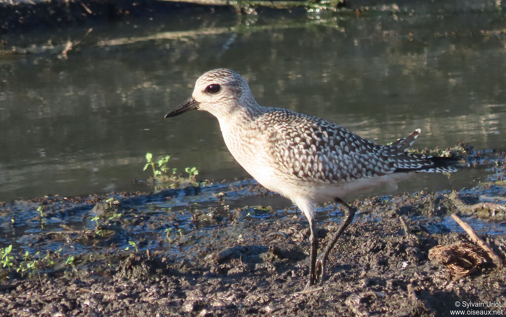 Grey Ploveradult post breeding