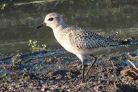 Grey Plover