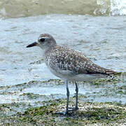 Grey Plover