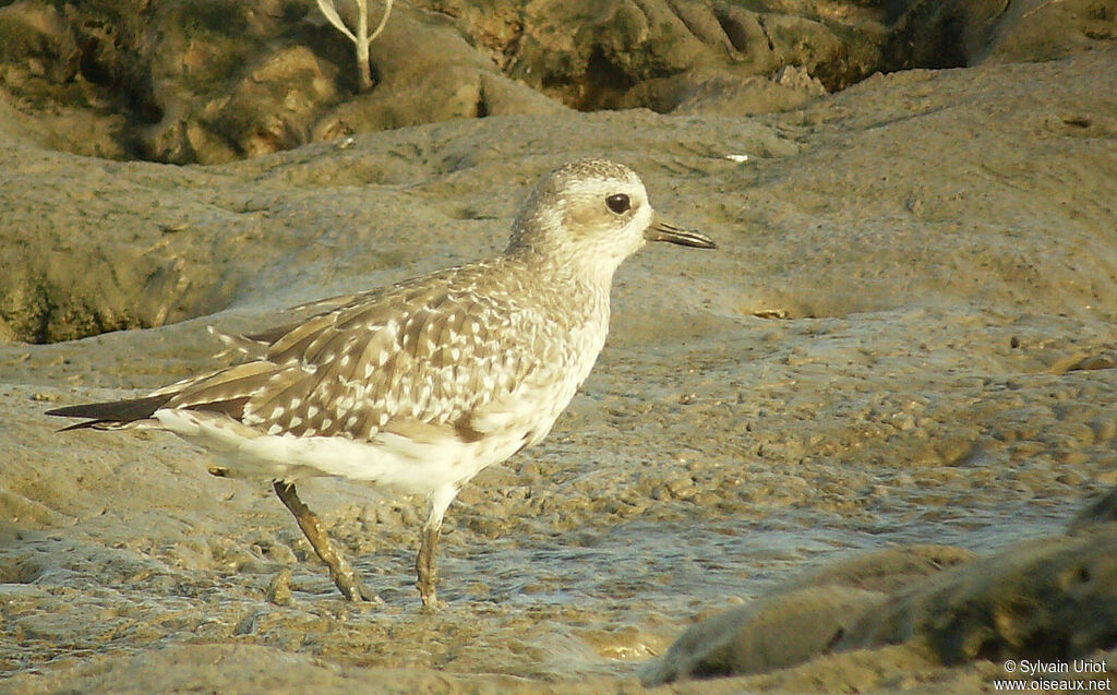 Grey Plover