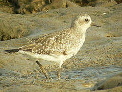 Grey Plover