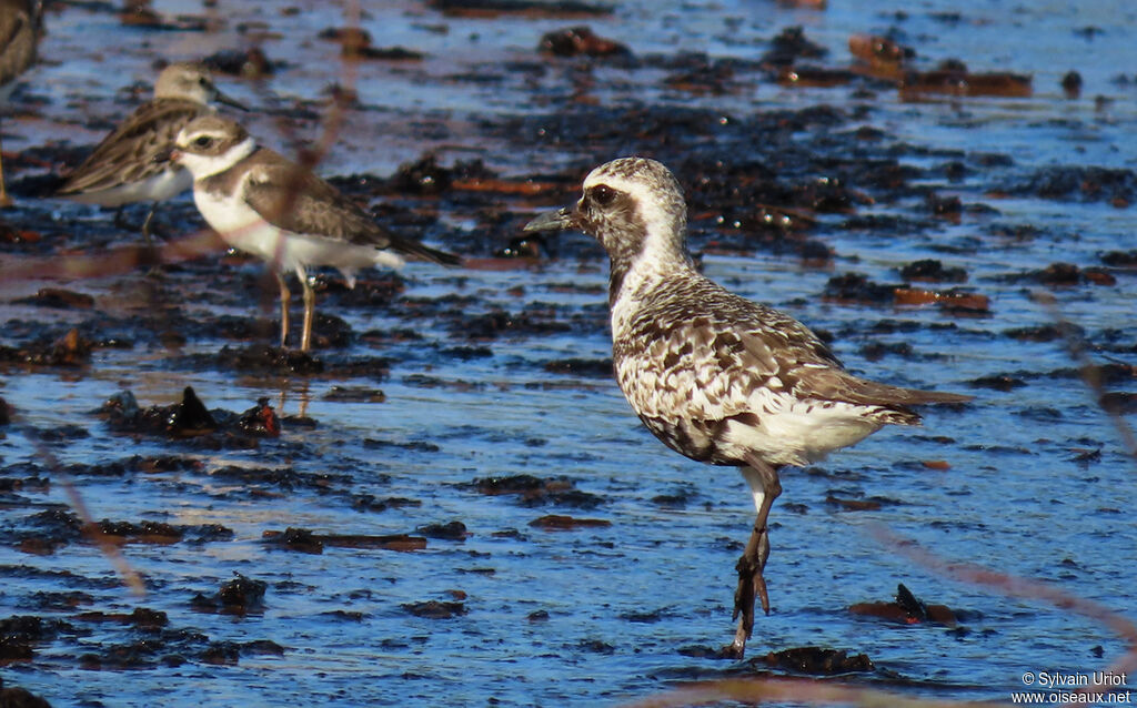 Grey Ploveradult transition