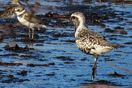 Grey Plover