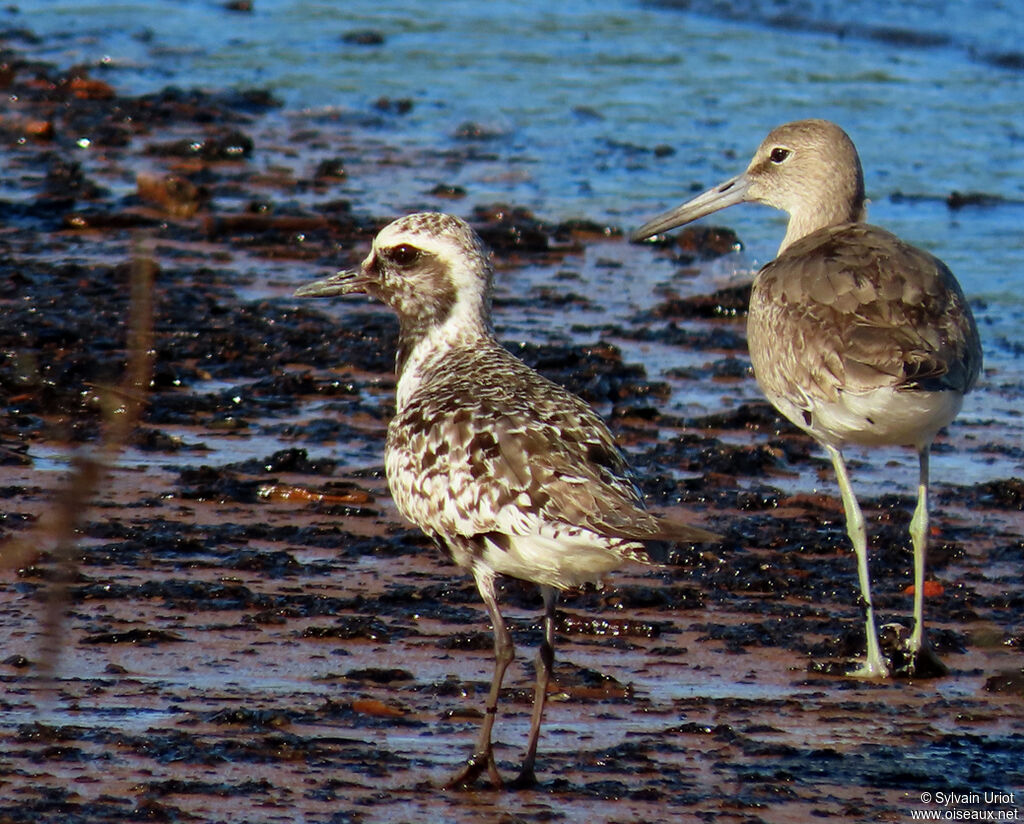 Grey Ploveradult transition