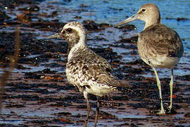 Grey Plover