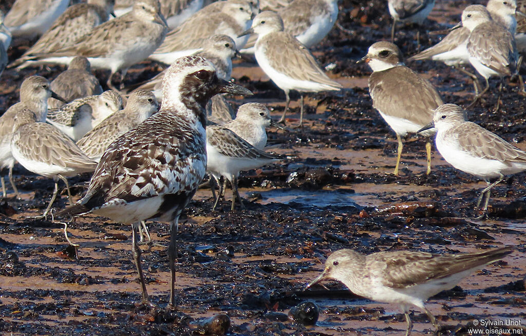 Grey Ploveradult transition