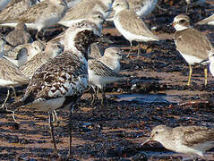 Grey Plover