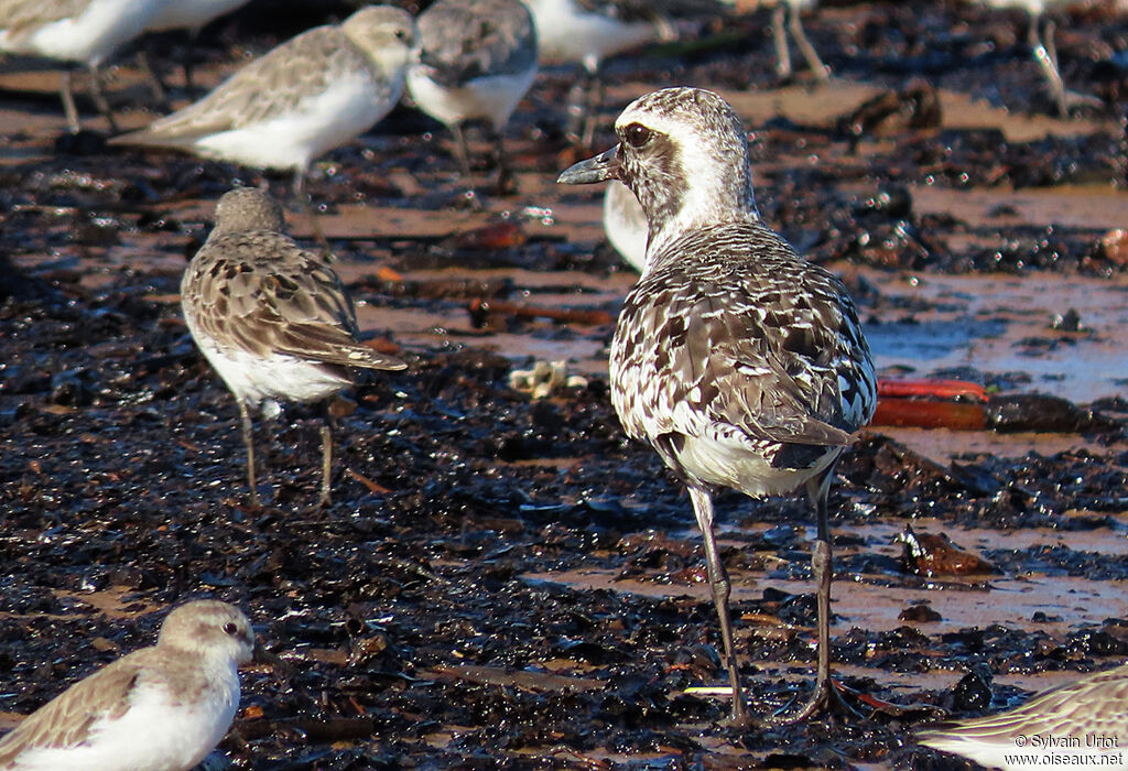 Grey Ploveradult transition