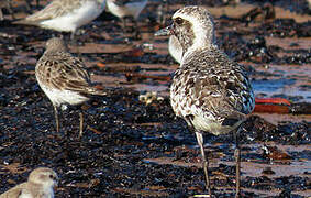 Grey Plover