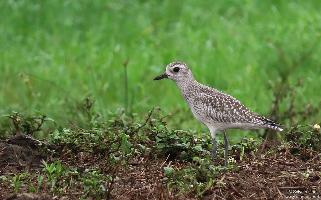 Grey Ploveradult post breeding