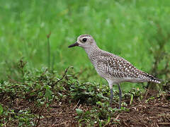 Grey Plover