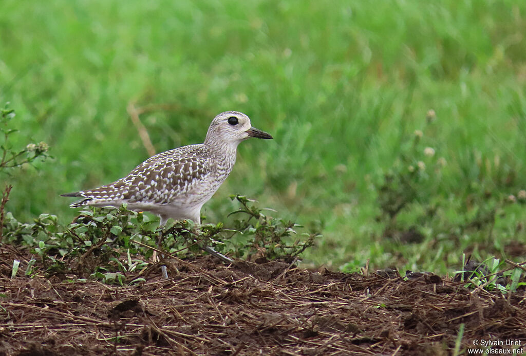 Grey Ploveradult post breeding