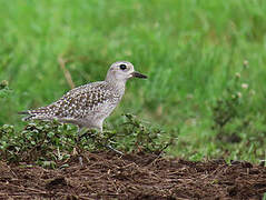 Grey Plover